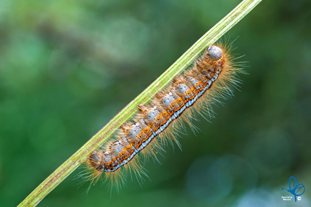 Larva di Malacosoma sp. (Lasiocampidae) e pupa di Aporia crataegi (Pieridae)